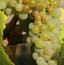 Vitis vinifera Romulus