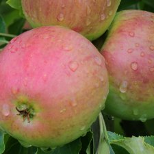 Malus domestica Ballerina Red River ®
