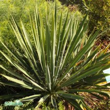 Yucca filamentosa, Palmlilja, P11cm