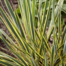 Yucca filamentosa Bright Edge, Fiberpalmlilja, P9cm