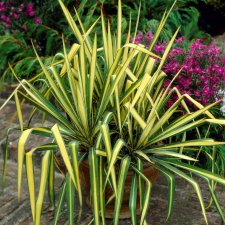 Yucca filamentosa Color Guard, Fiberpalmlilja, P9cm