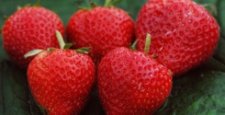 Fragaria ananassa Zephyr, Jordgubbe, P9cm