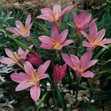 Regnlilja, Zephyranthes grandiflora 1st