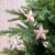 Stjärna 2x7,5cm Ljusrosa 6-pack