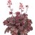 Heuchera hybr. Baby Bells ™ Cinnamon Glaze, Alunrot, C13cm