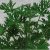 Doftpelargon Dr Westerlund, stickling 3-pack