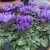Cyclamen Super Blue Dragon