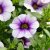 Calibrachoa MiniFamous ® Neo Light Blue Vein
