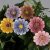 Blommor sticks Mix 3cm