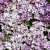 Flox, Sommar-, Sugar Stars