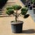 Pinus nigra Brepo ®