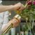 Hanataba Champagne Gold Set