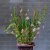 Blomsterfakir Kenzan The Ring 20cm