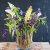 Blomsterfakir Kenzan The Ring 20cm
