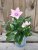 Platycodon grandiflorus, Platycodon, Praktklocka