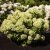 Hydrangea paniculata Living Little Apple ®