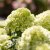 Hydrangea paniculata Living Little Apple ®