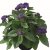 Heliotrop Midnight Sky, stickling 2-pack