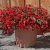 Begonia Mistral ® Dark Red, stickling 3-pack