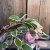 Hoya carnosa Flamingo Dream