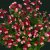 Nemesia Sunsatia ® Plus Berry Delight