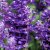 Daggsalvia Violet Candle, stickling 2-pack