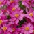 Coreopsis Pink Lady