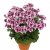 Änglapelargon Candy Flowers ® Bicolor, stickling 3-pack