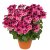 Änglapelargon Candy Flowers ® Pink With Eye, stickling 3-pack