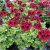 Änglapelargon Novita ® Purple Red, stickling 3-pack