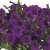 Calibrachoa Cabaret® Early Deep Blue