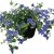 Ampelvinda Blue Cascade, stickling 2-pack