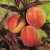 Prunus persica Crimson ® Bonfire