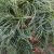 Pinus strobus Green Twist