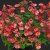 Nemesia Sunsatia ® Plus Little Watermelon