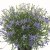 Stjärnlobelia Beth´s Blue ®, stickling 2-pack