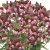 Nemesia Fairy Kisses ™ Boysenberry, stickling 2-pack