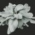 Senecio candidans Angel Wings