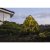 Ljusslinga Dew Drop 100st LED 10m
