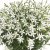 Stjärnlobelia Wendy´s White, stickling 2-pack