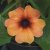 Thunbergia alata Amera Mango Eye
