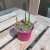 Muscari Pink Surprise