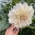 Dahlia Caffe Latte