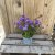 Aster Victoria