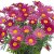 Margurit Dark Lolly ®, stickling 2-pack
