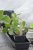 Sticketikett Bambu 13cm 12-pack