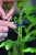 Plantclips Strong 10-pack