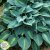 Hosta hybr. Touch of Class ®, Funkia
