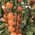 Körsbärstomat, Stickling, Sungold F1 3-pack