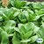 Pak Choi White Celery Mustard, Ekologisk